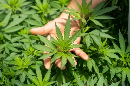 Delta8 Benefits Of THC: What Makes It So Popular