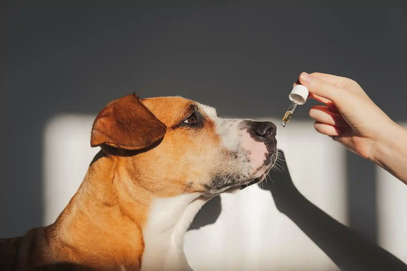 CBD For Pets: Is It Safe And Effective?